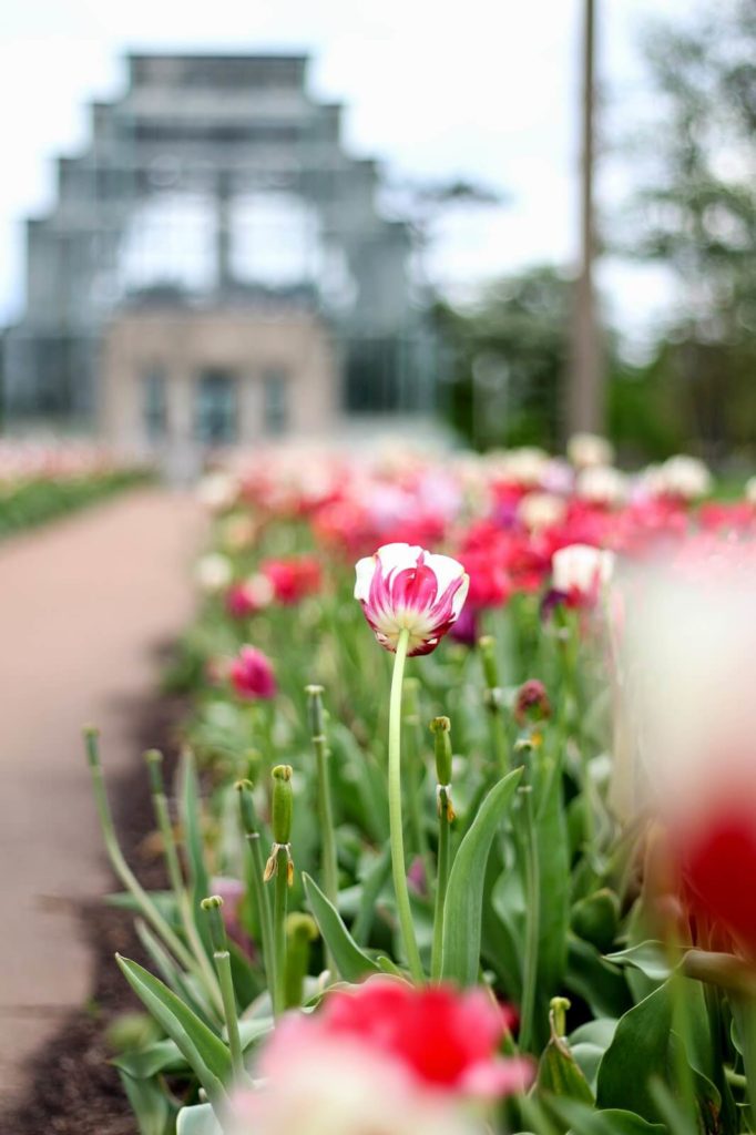 forest park jewel box