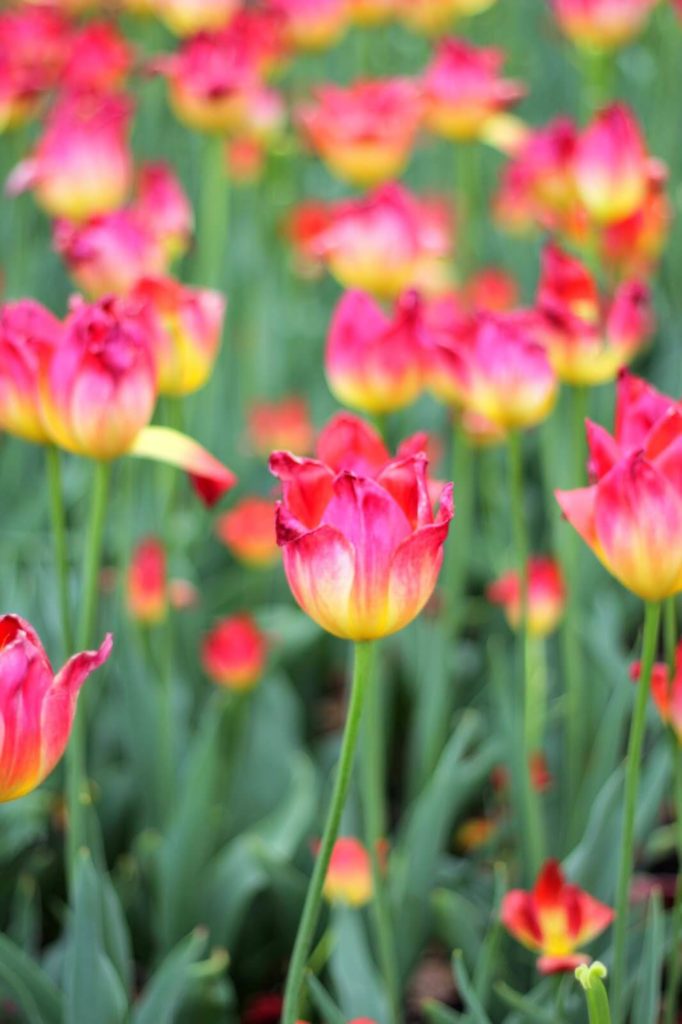 pretty flowers