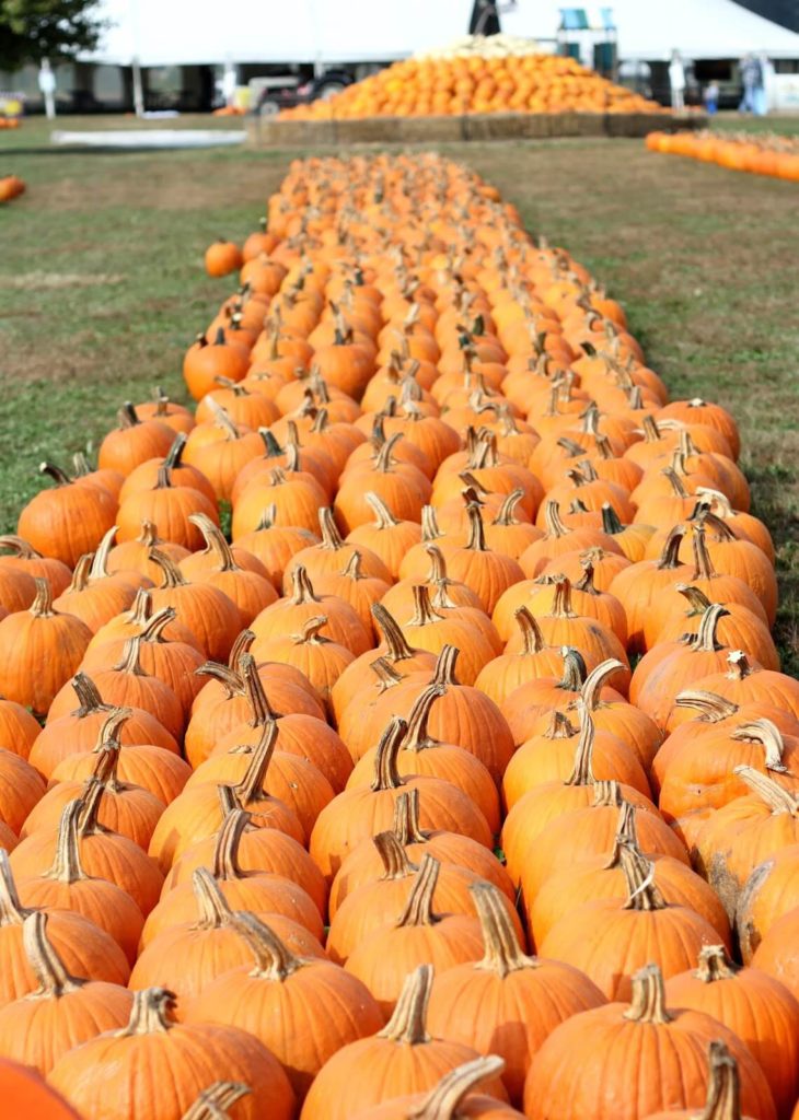 pumpkins