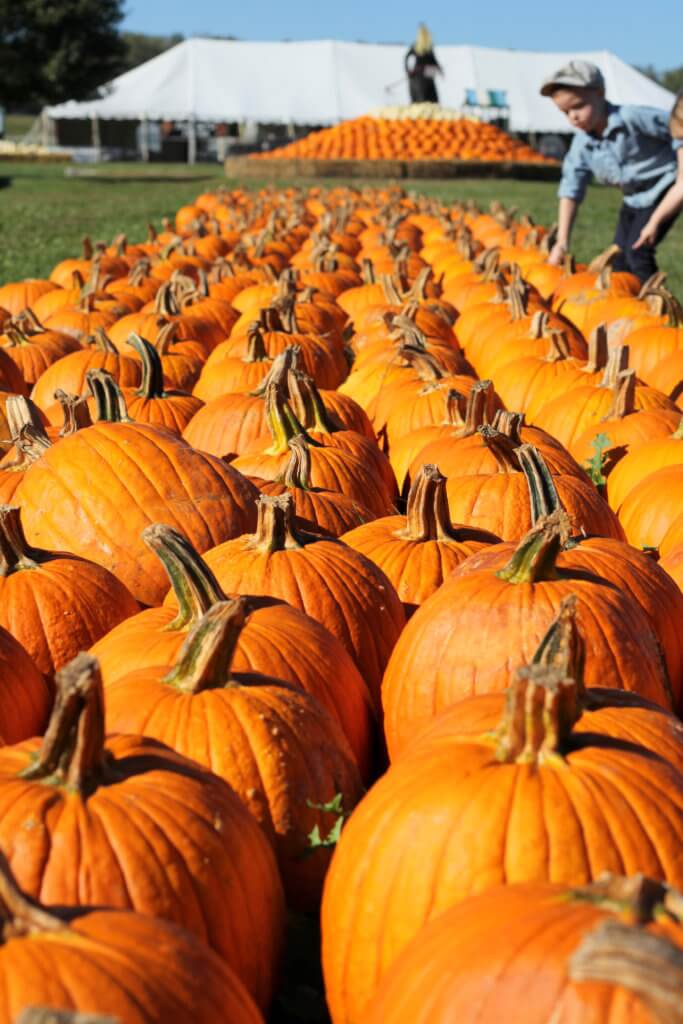 toddler boy picking out a pumpkin