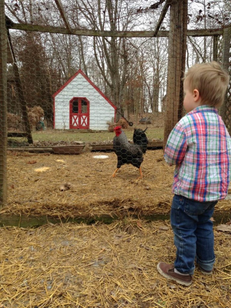 toddler watching chickens