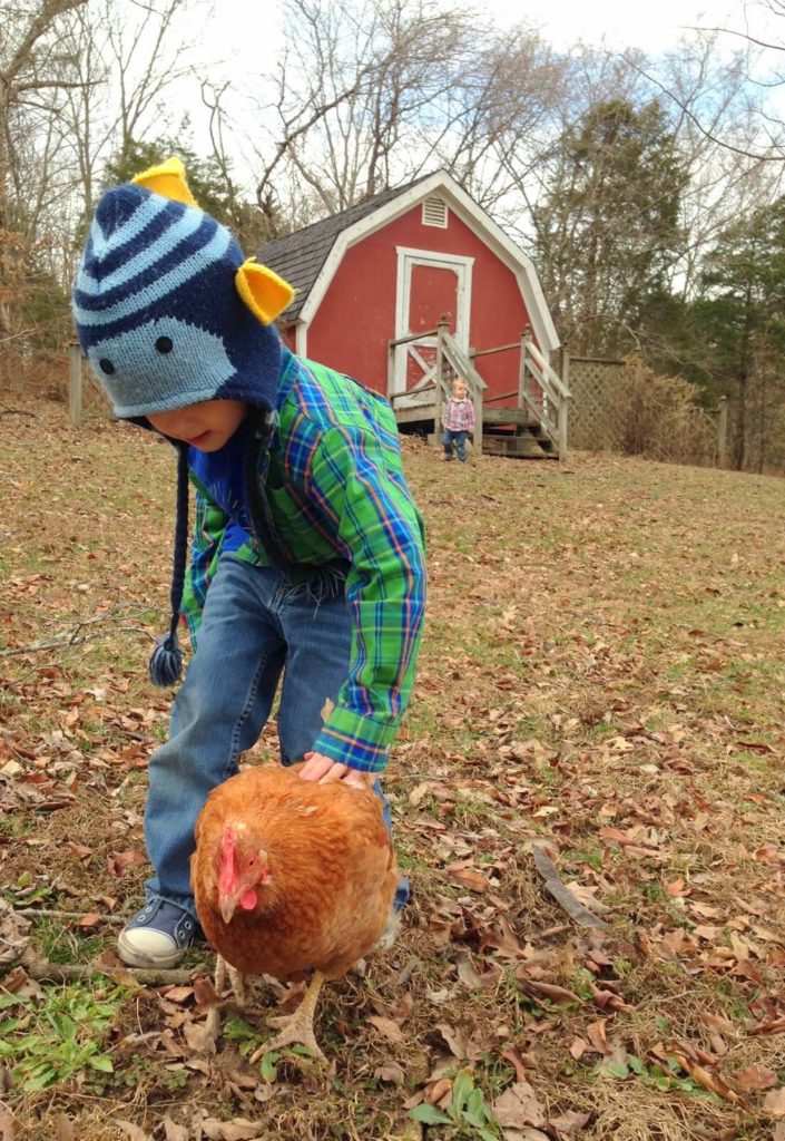 boy petting chicken