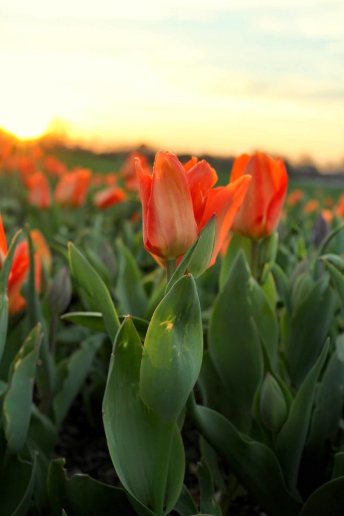 orange flowers