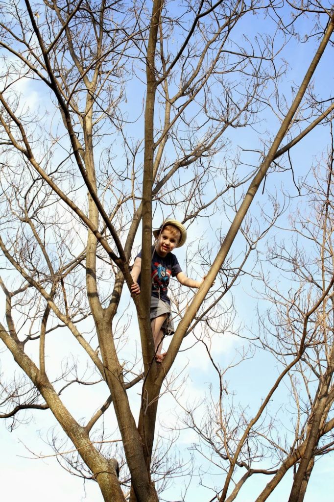 boy really high in tree