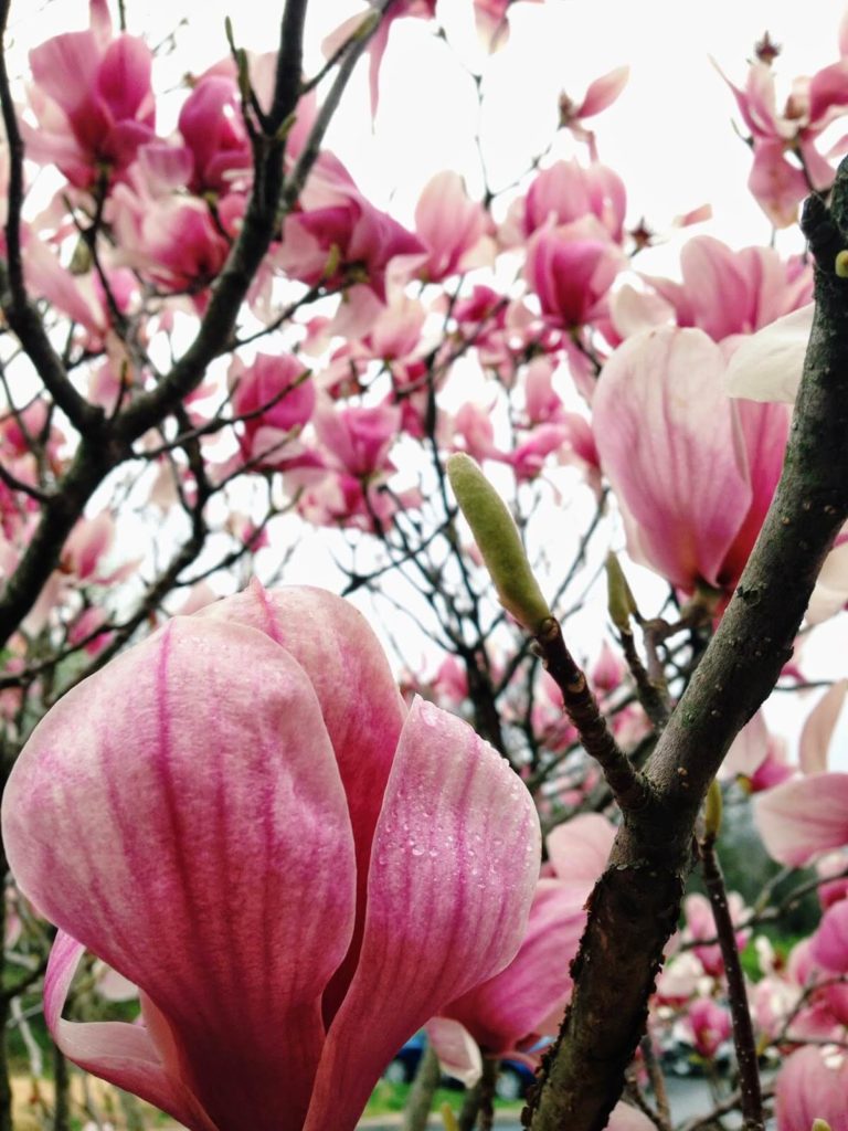 pink flowers 1