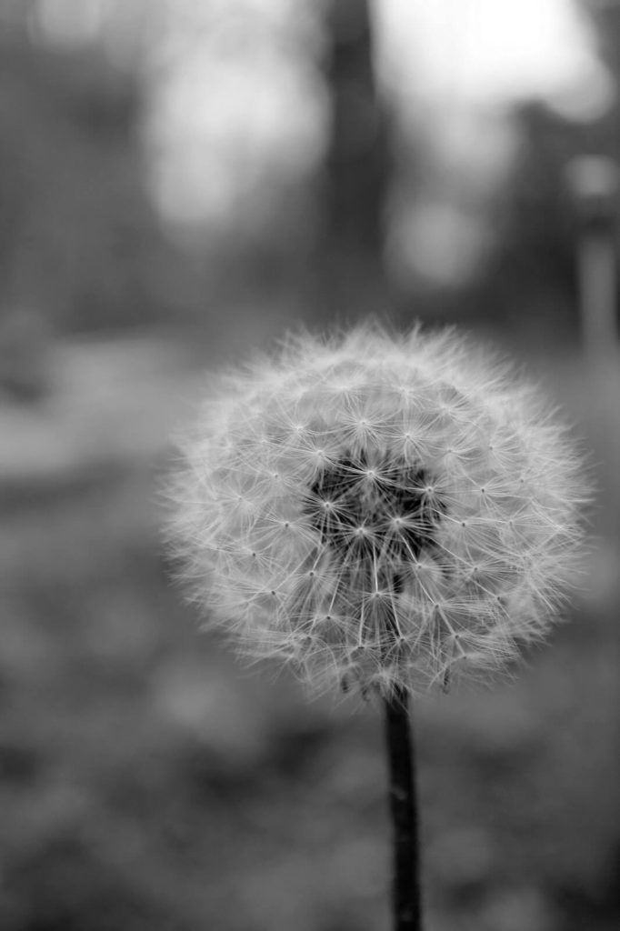 dandelion