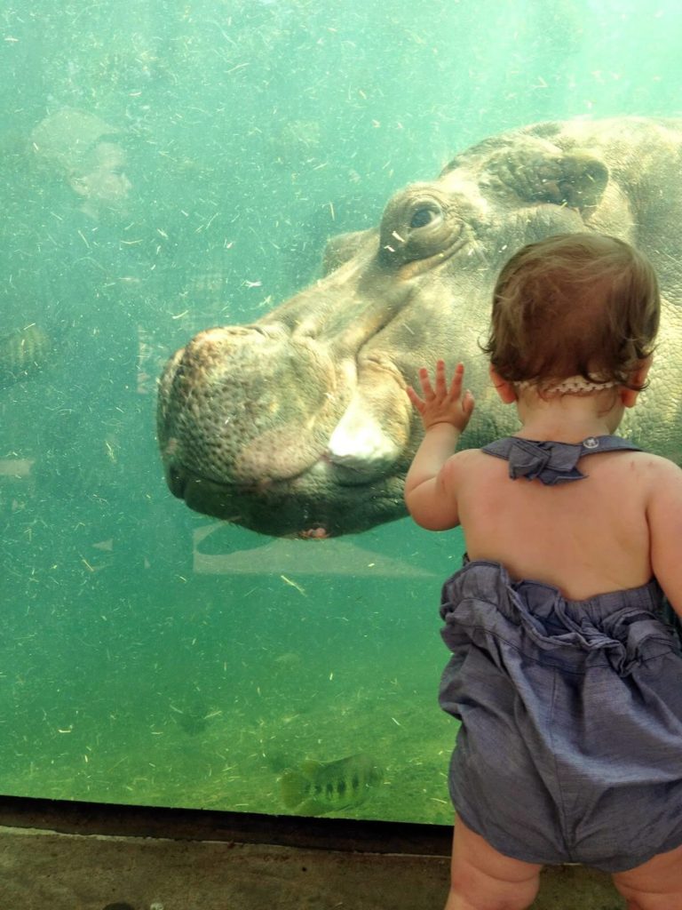 baby watching hippo