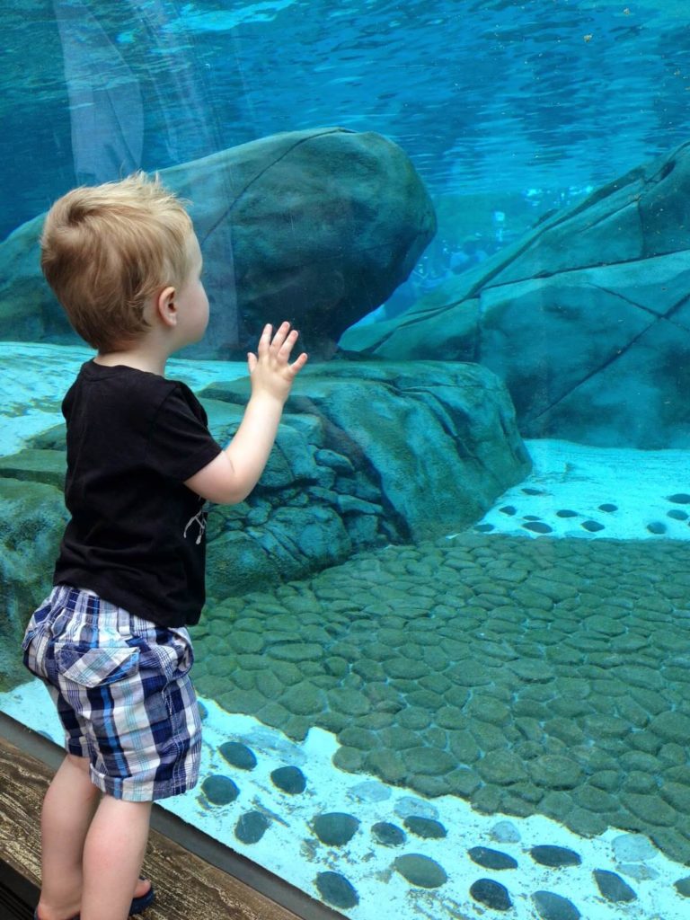 toddler boy at zoo