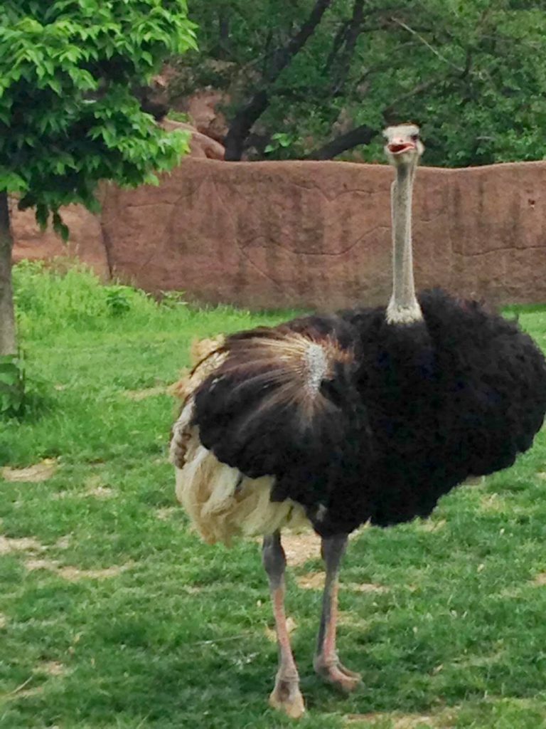 ostrich