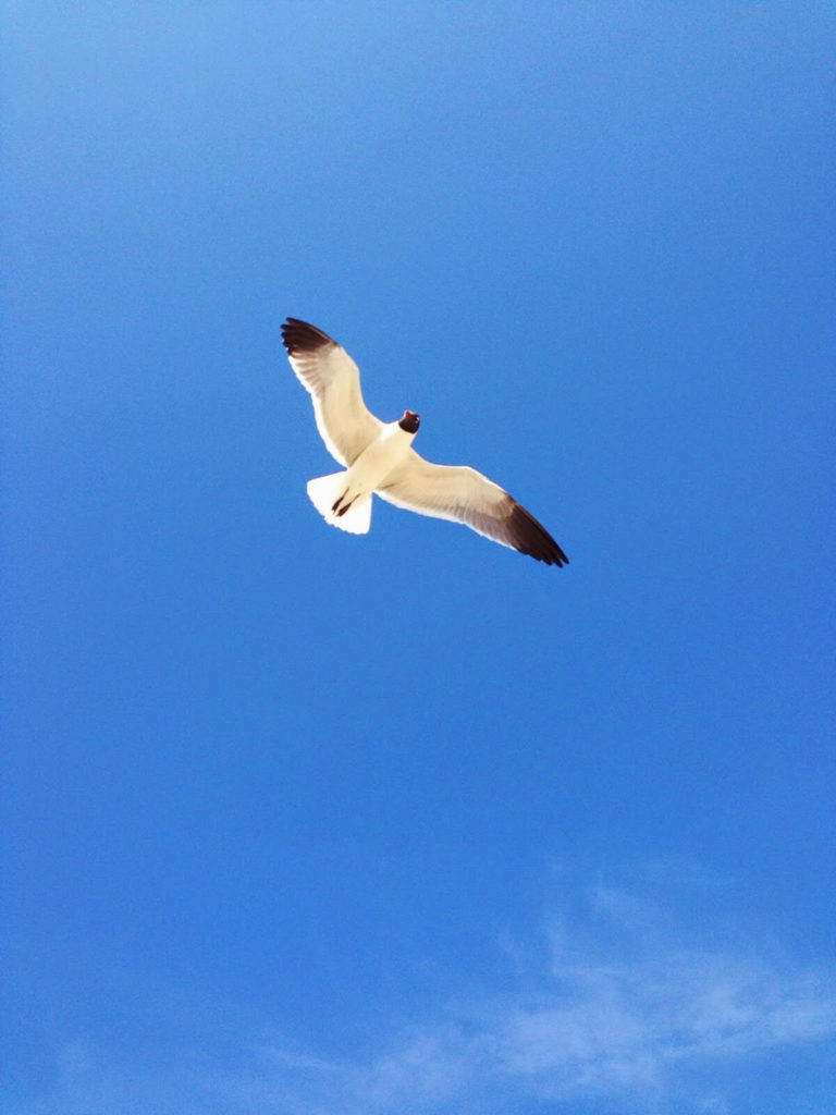 bird flying in the air
