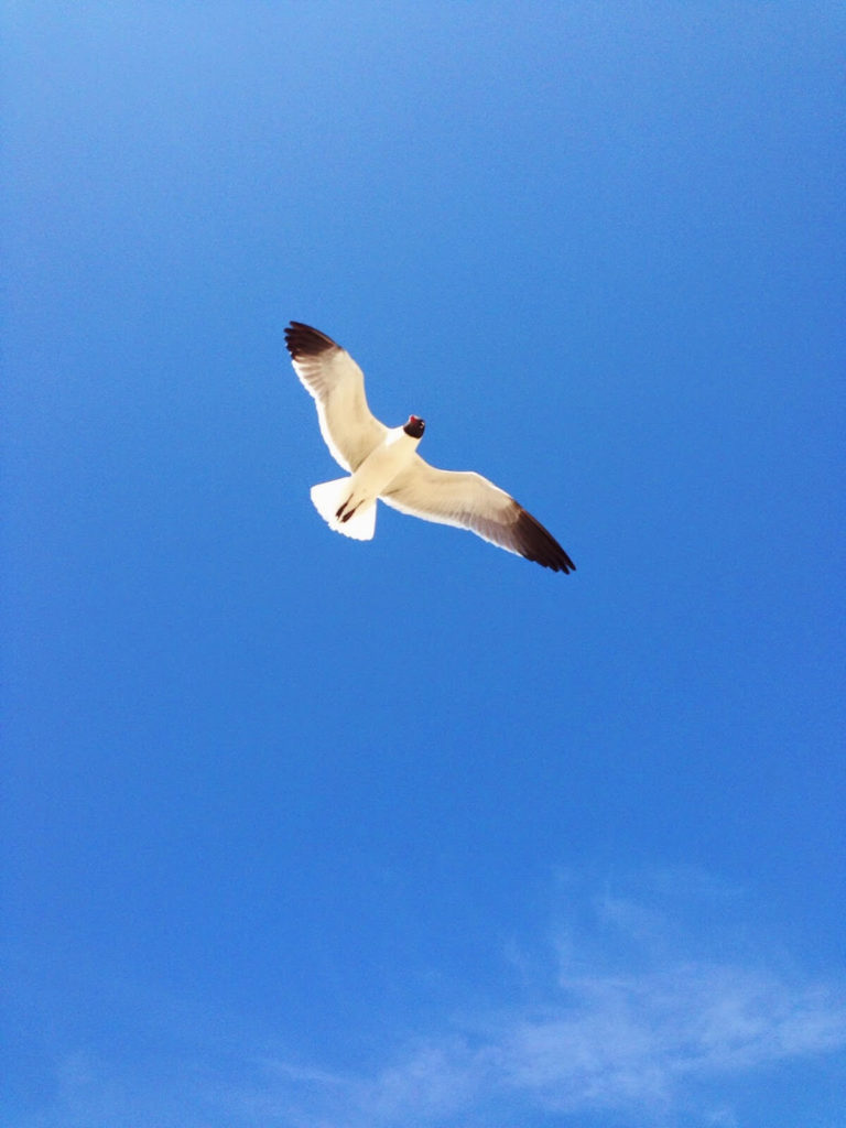 bird flying in the air