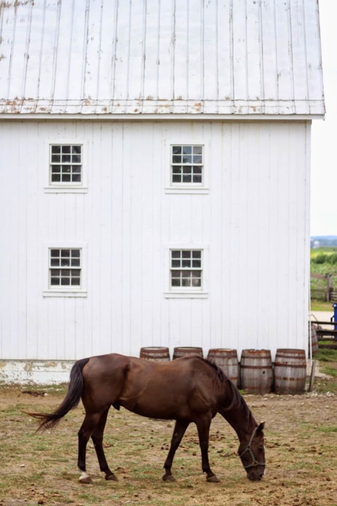 farm horse