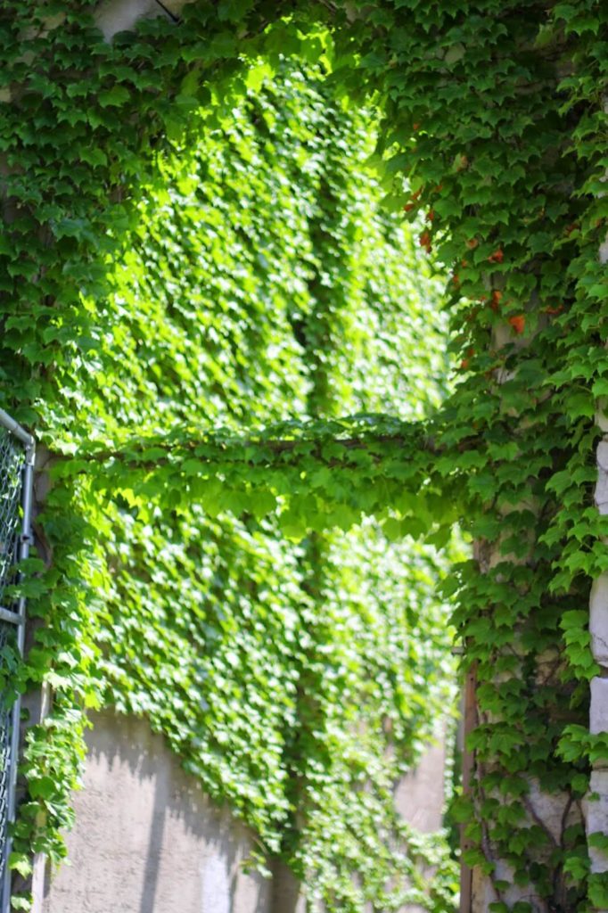 ivy wall 3