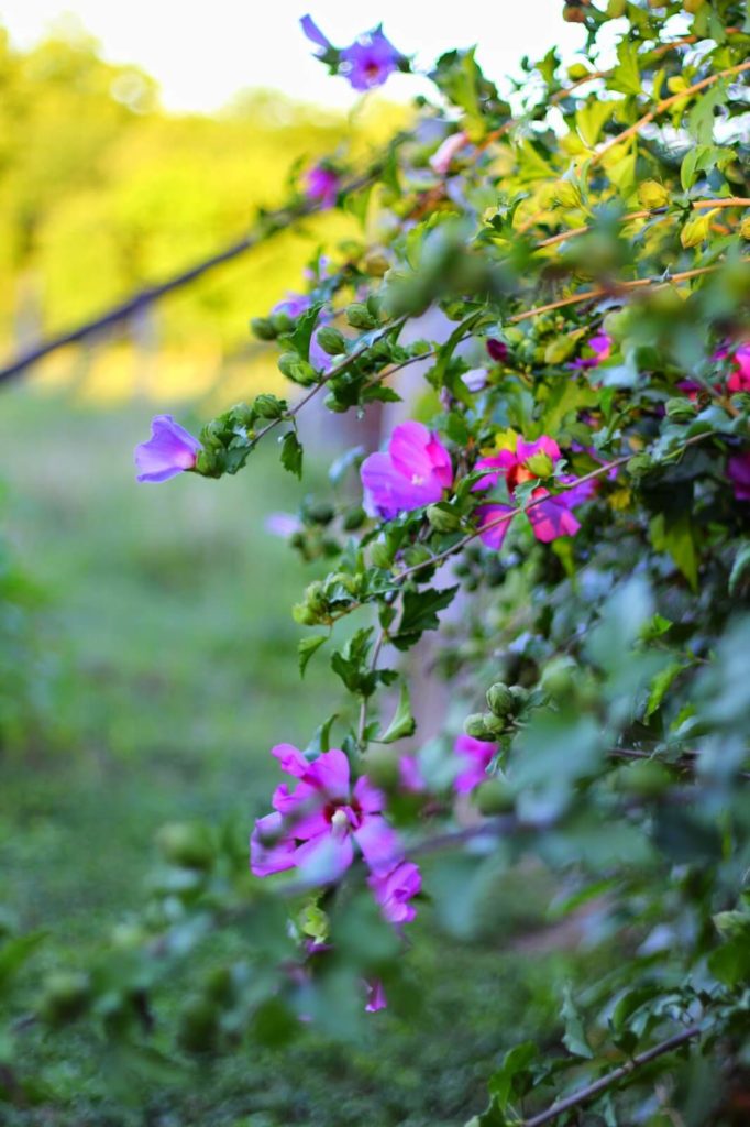 purple flowers