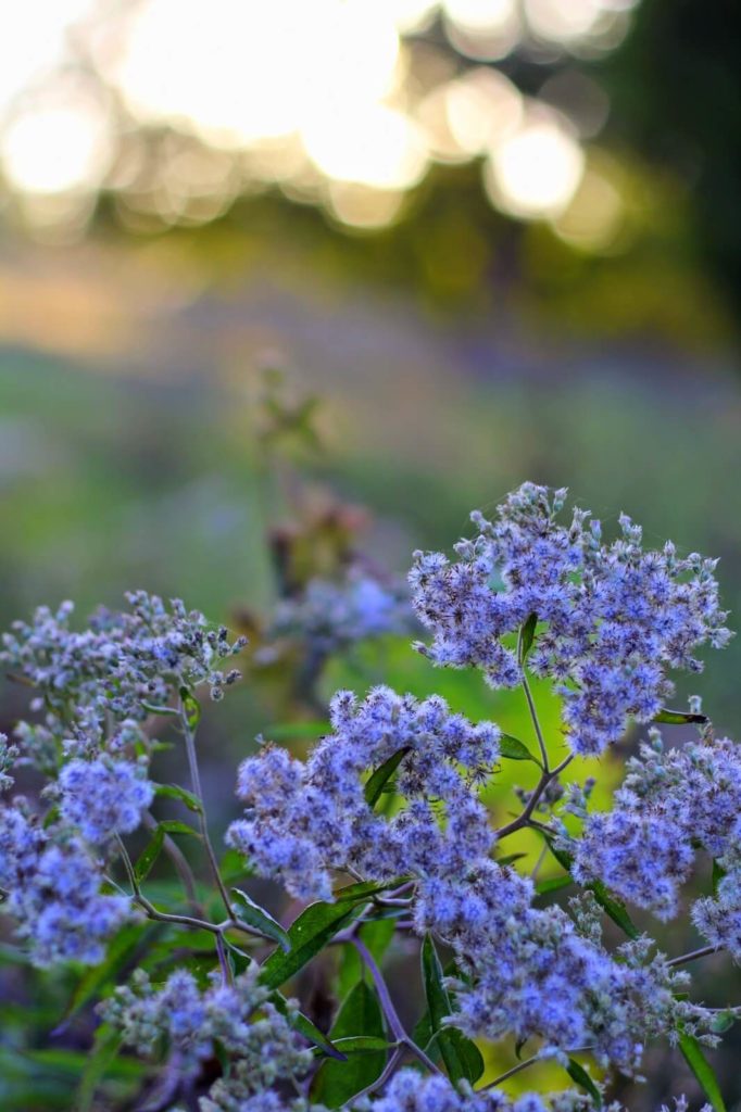 bundles of little blue flowers