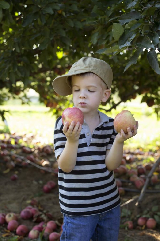 boy eating 2 apples