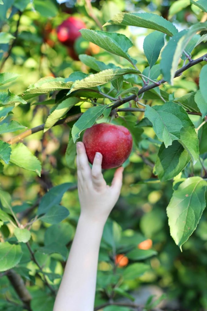 apple picking