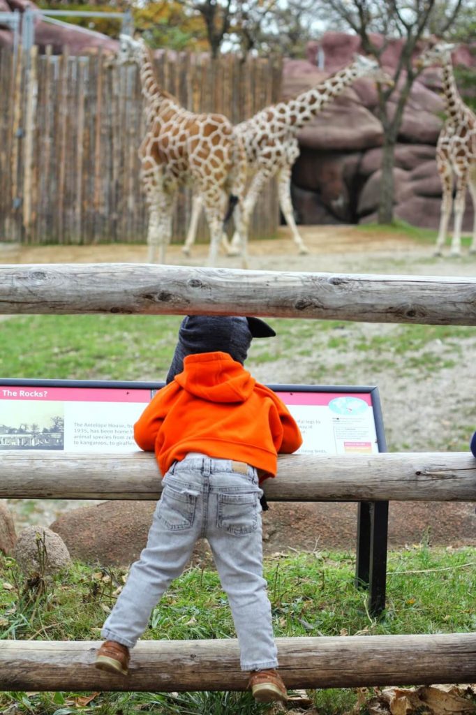 boy looking at giraffes