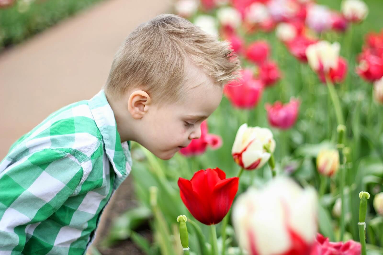 Stop And Smell The Tulips Raising Roberts
