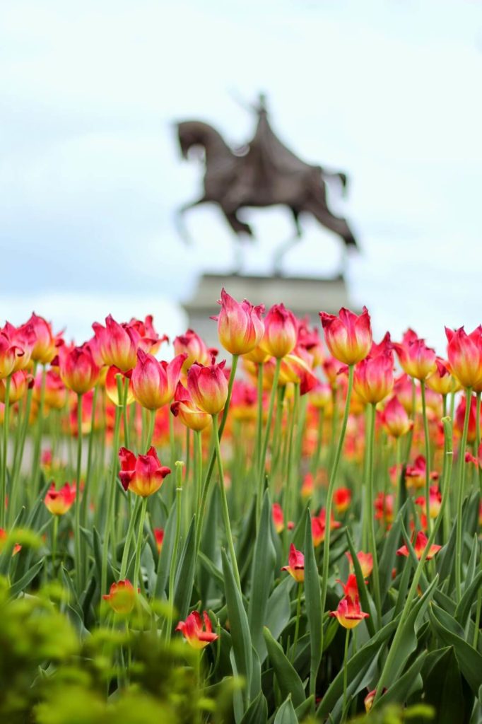 pink and yellow tulips