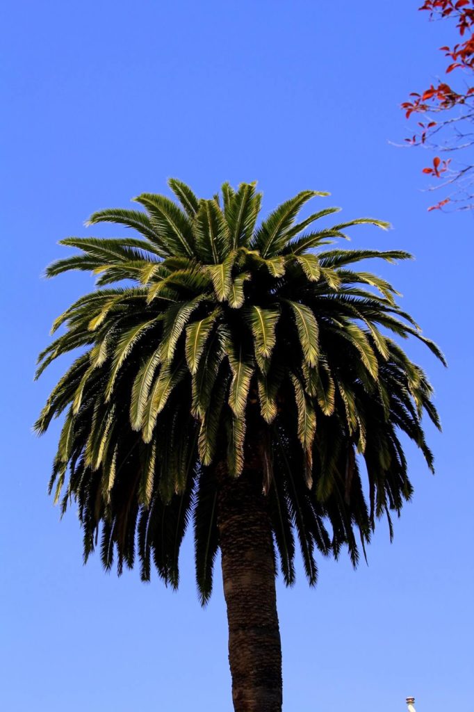 san fransico palm tree