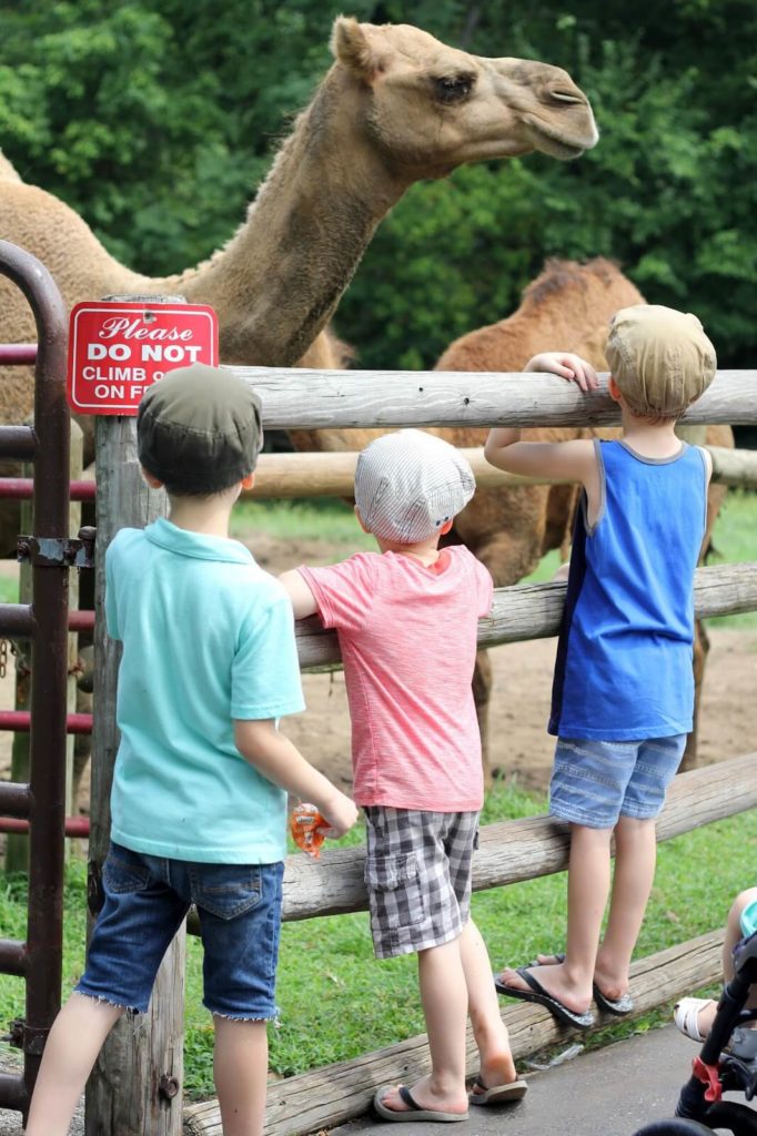 kids with camel