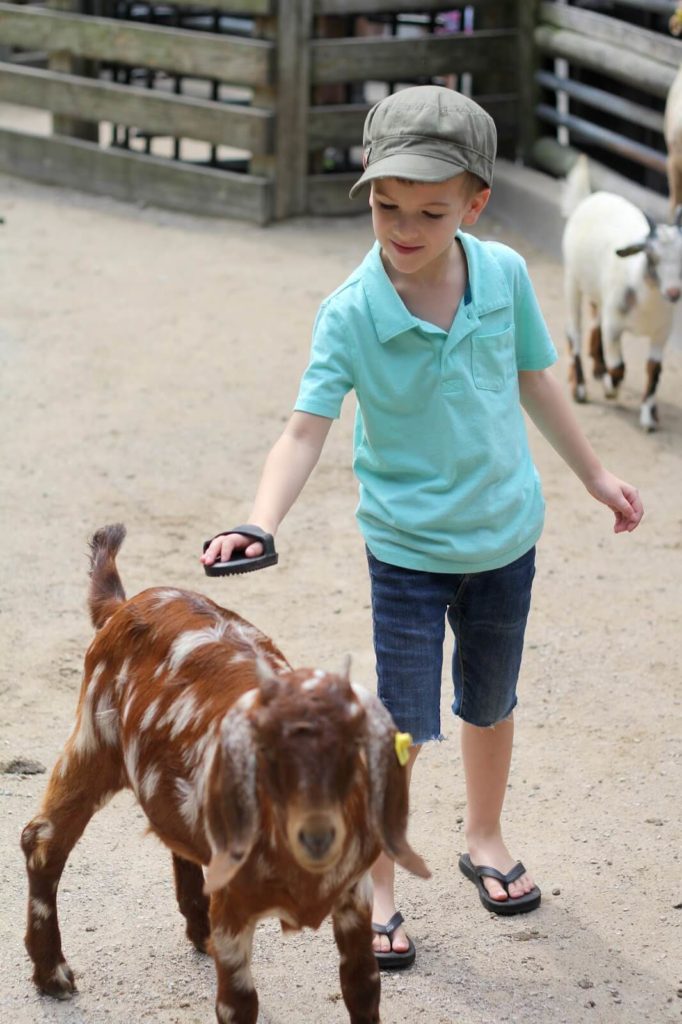 young boy brushing goat