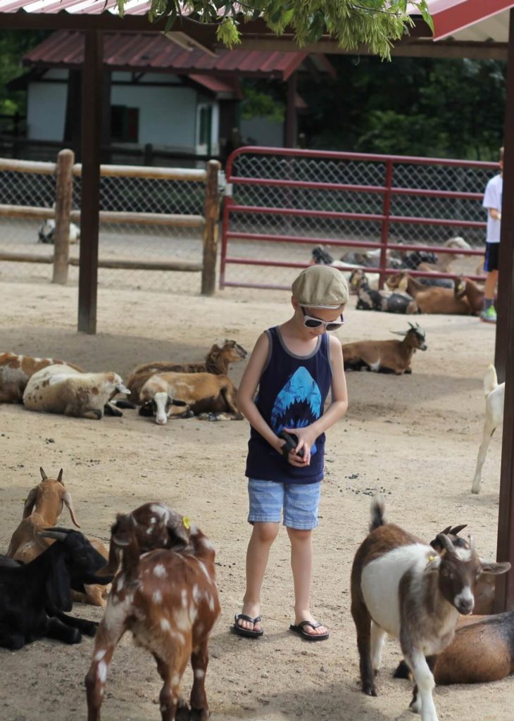 boy and goats