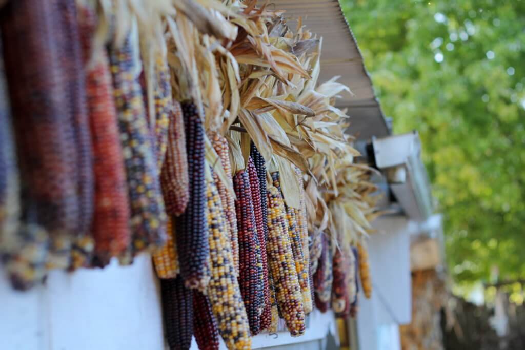 corn stalks as decoration