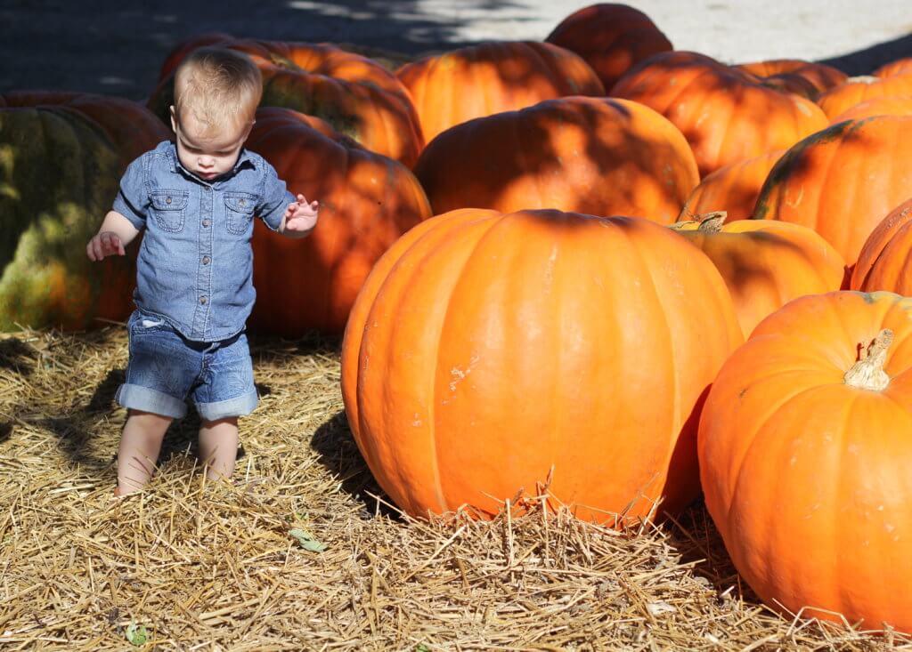 cute baby next to huge pumpkins