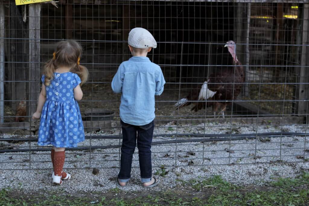 brother and sister looking at animals