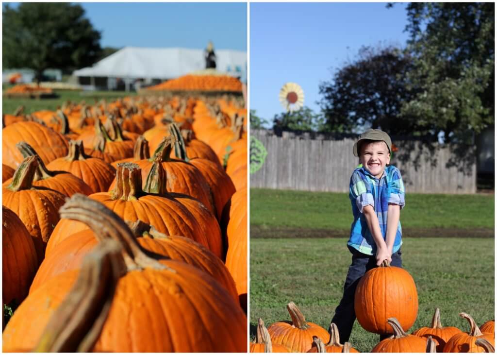 pumpkins in a row and little boy trying to hold a heavy pumpkin